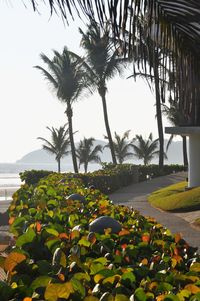 Scenic view of palm trees against sky