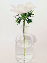 Close-up of flower on table against white background