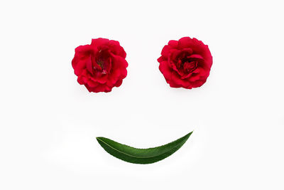 Close-up of red rose against white background