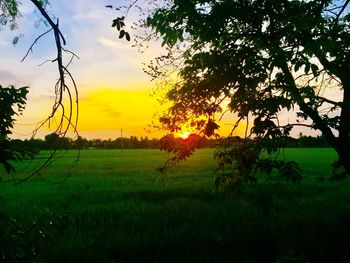 Silhouette trees on field against sky at sunset