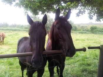 Horse grazing on grassy field