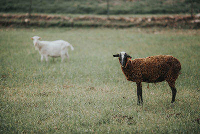 Sheep standing on field