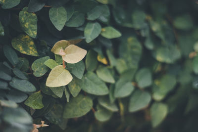 High angle view of leaves in water