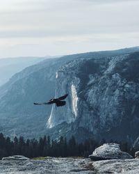 Bird flying against mountains