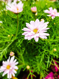 Close-up of cosmos flowers blooming outdoors