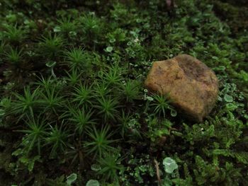 Close-up of fresh green plants