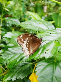 Close-up of butterfly on leaf