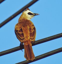 Low angle view of bird perching on metal against sky