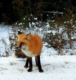 View of a cat on snow covered field