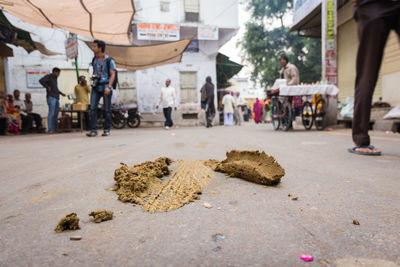 Animal dung on street