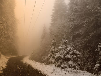 Trees in forest during winter