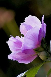 Close-up of pink flowers