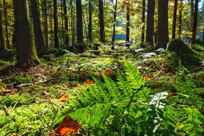 Plants and trees in forest