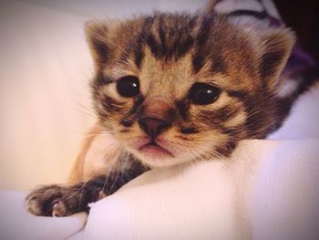 Close-up portrait of cat