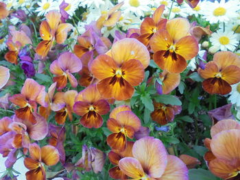 Close-up of yellow flowering plants