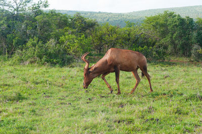 Side view of horse on field
