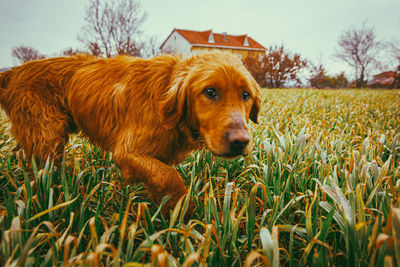 Dog lying on grass