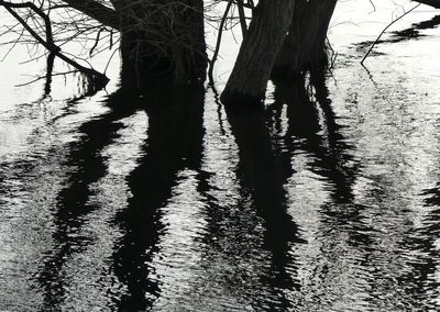 View of tree trunk