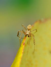 Close-up of spider on web