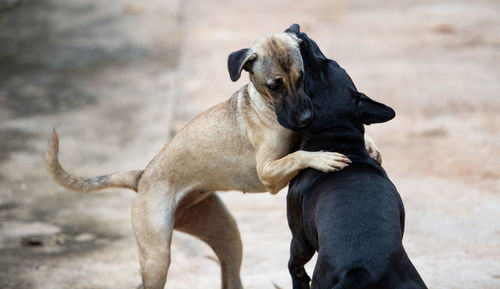 Close-up of dog