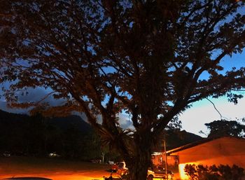 Trees against sky at night