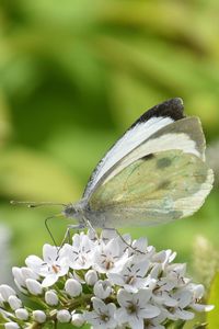 Close-up of butterfly on white flower