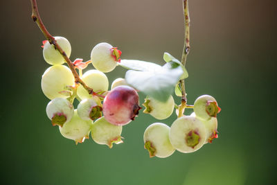 blossom