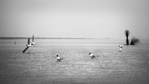 Birds swimming in sea against clear sky