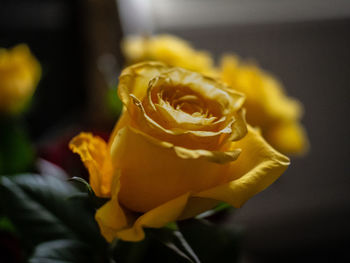 Close-up of yellow rose flower