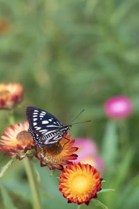 Close-up of butterfly pollinating on pink flower