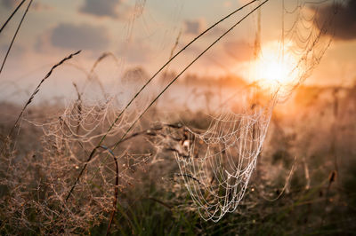 Close-up of grass on field against sky during sunset