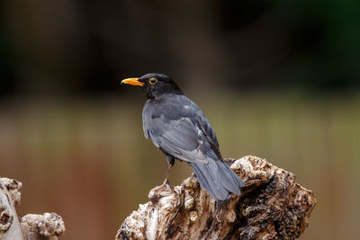 Close-up of bird perching on wood