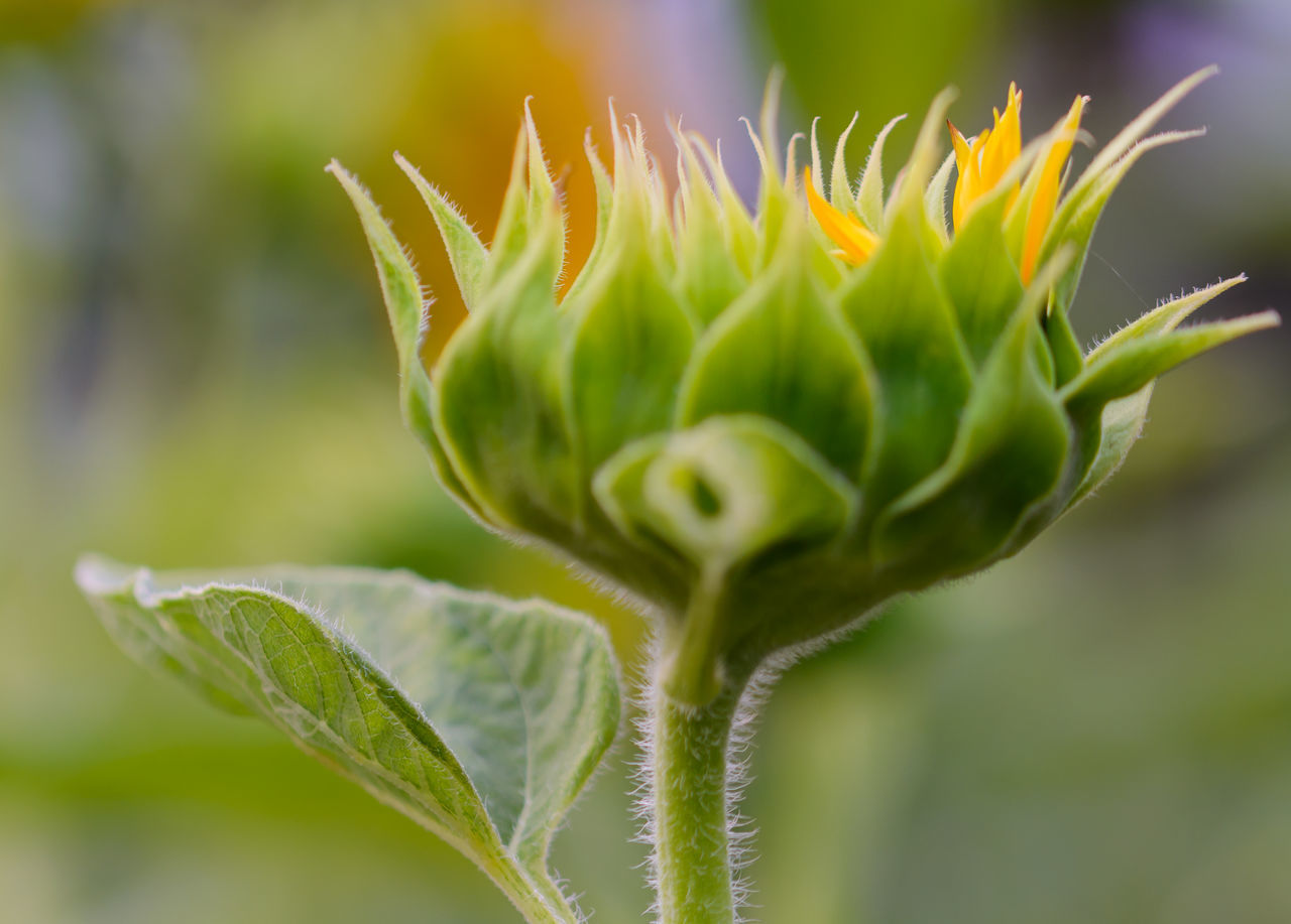 CLOSE-UP OF BUD