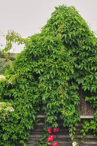 View of potted plants and tree in yard