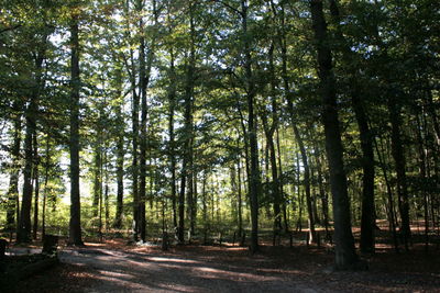 Trees growing in forest
