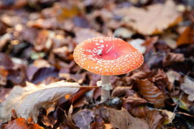 Close-up of fly agaric mushroom on field