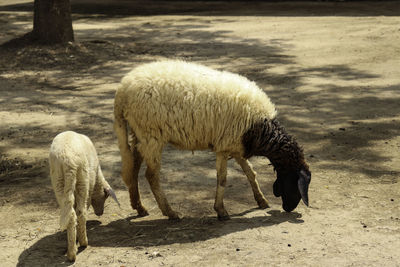 Sheep grazing in a field