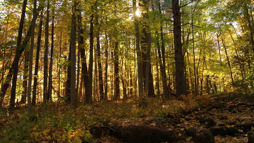 Trees in forest