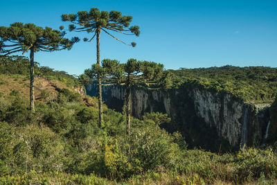 Itaimbezinho canyon with steep cliffs covered by forest and pine trees near cambará do sul, brasil.