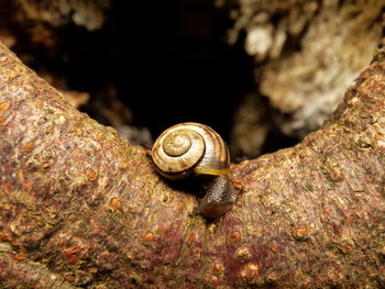 Close-up of snail