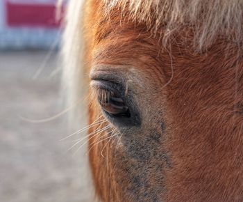 Close-up of horse