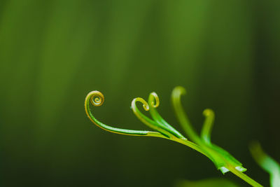 Close-up of green plant