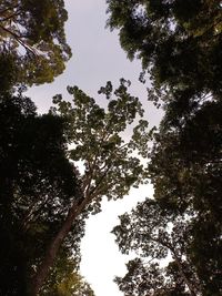 Low angle view of trees against sky