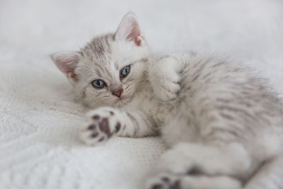 Cute tabby scottish short hair silver kitten. dreaming kittens sleep on a bed 