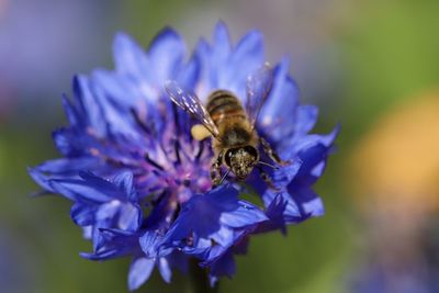 Close-up of bee pollinating on purple flower