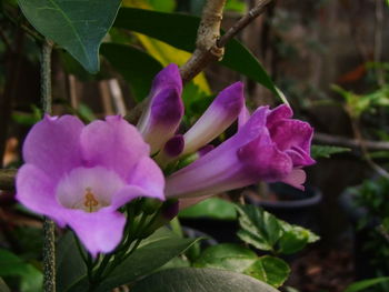 Close-up of pink flowers