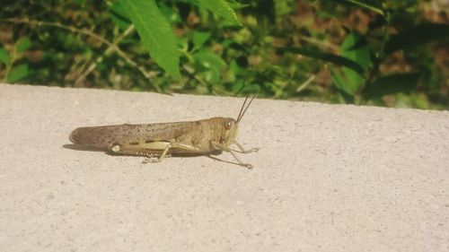 Close-up of insect on leaf