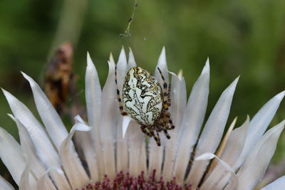 Close-up of white flowering plant