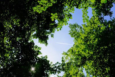 Low angle view of trees against sky