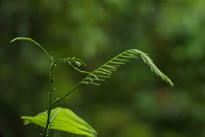 Close-up of plant growing on field
